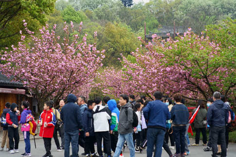 3无锡景区游客游园赏花.jpg
