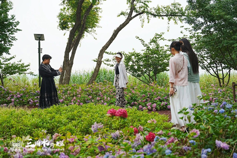 4无锡景区游客在绣球花境拍照留念.jpg