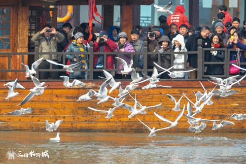 无锡景区游客乘船赏鸥.jpg